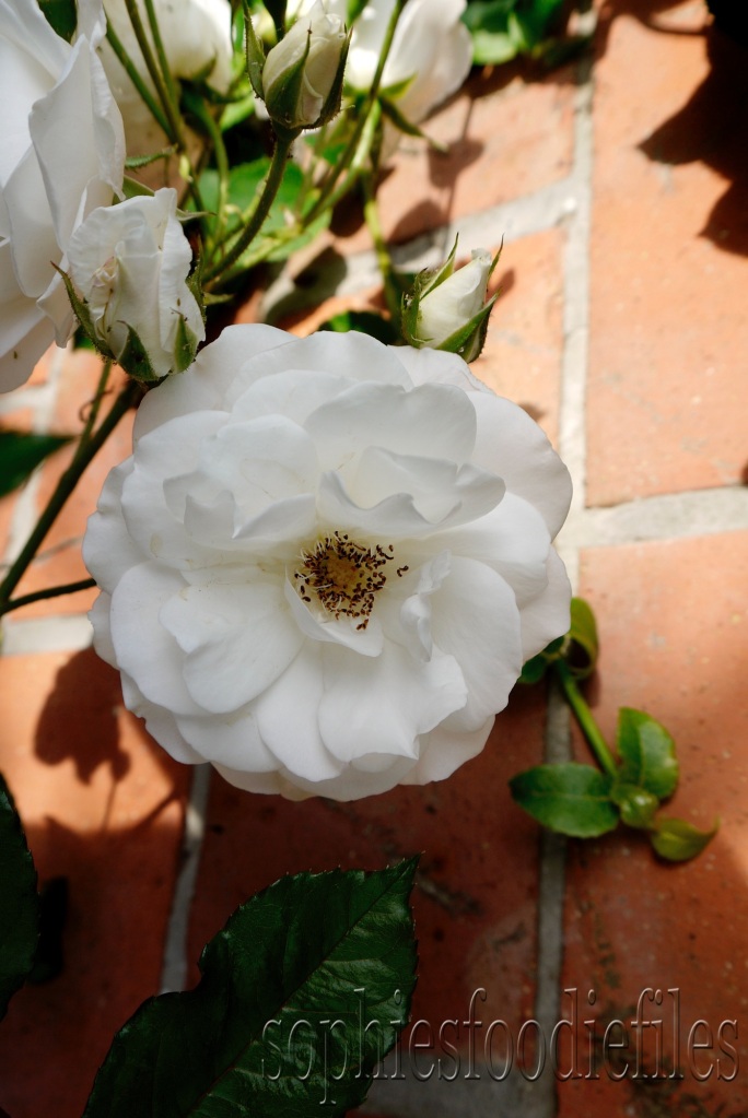 A lovely white rose!